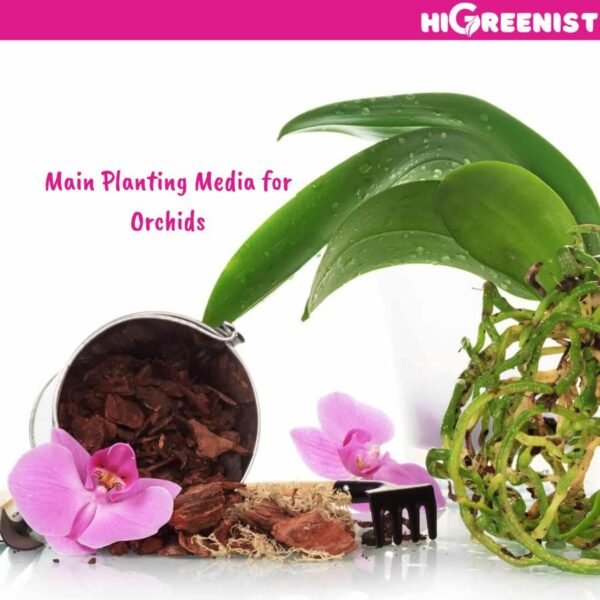 Pine Bark Premium (5L) - Media Tanam Kulit Pinus - Media Tanam Anggrek dan Aroid - Termasuk Paphiopedilum, Phragmipedium, Cymbidium, Miltoniopsis, Dendrobium, Phalaenopsis - Cocok untuk Mulsa Tanah Kebun, Mulsa Tanaman Pot, dll - 1 Pack 3-6 MM - Gambar 4
