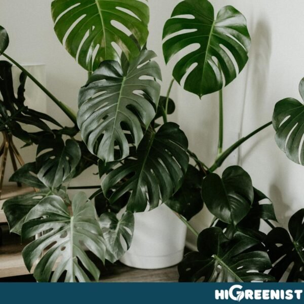 Aroid Mix Premium (5L) - Media Tanam Aroid, Alocasia, Anthurium, Hoya, Monstera, Philodendron, Epipremnum, Orchids, Dll. - Fine 5L x 1 Pack - Gambar 2
