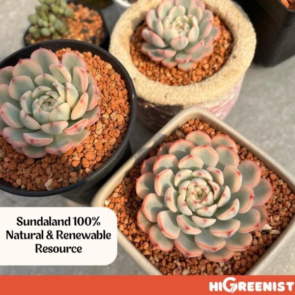 Sundaland Soil (14L) Bag - Media Tanam Kaktus & Sukulen - Indonesia Soil Substrate - 1-3 mm, 14 Liter Bag - Gambar 4